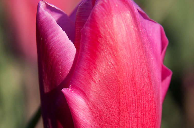 Jumbo Pink - Tulp